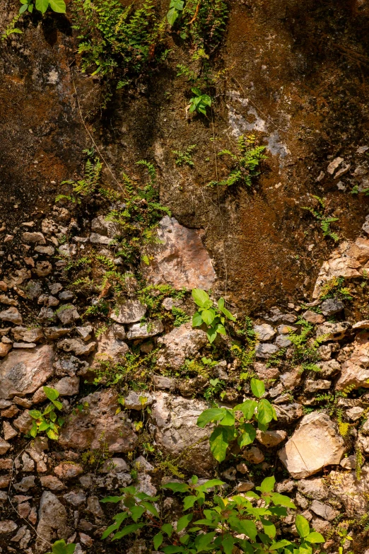 rock and vegetation cover the side of a stone wall