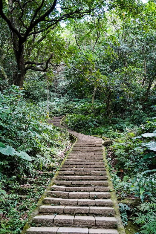 stone steps leading through the forest in the rain