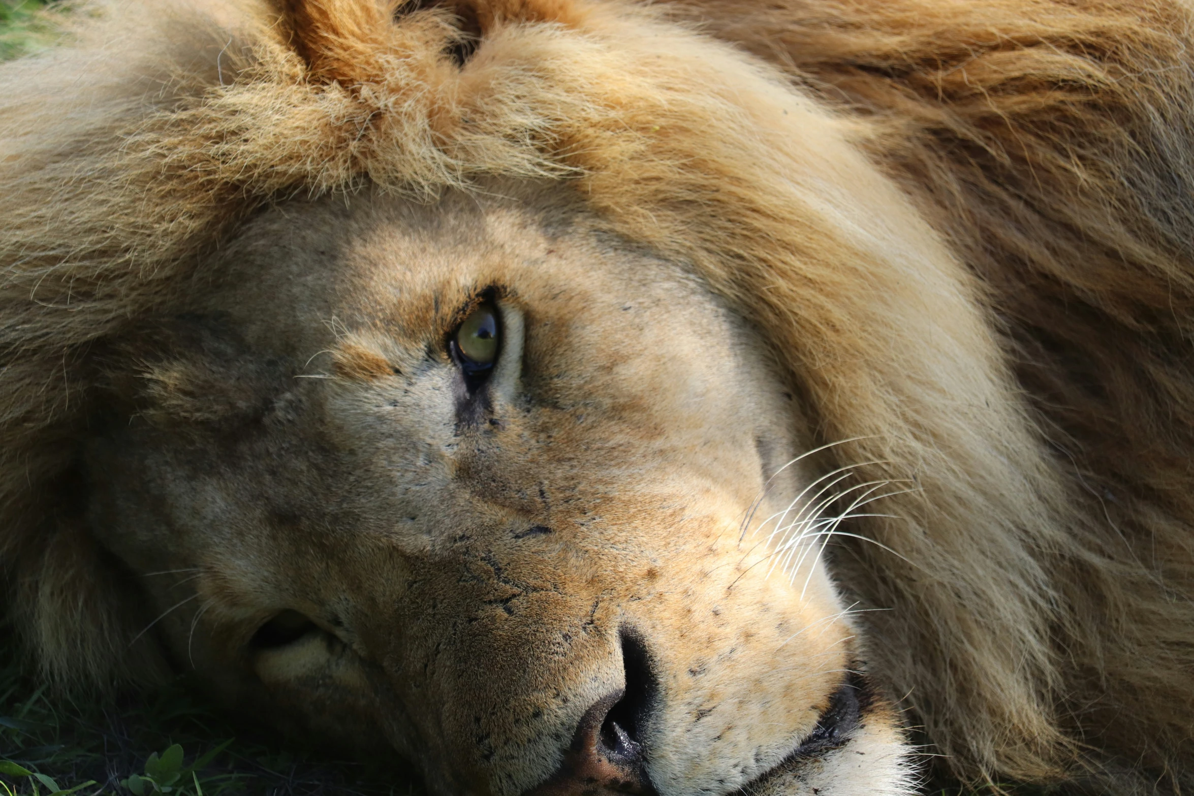 a close up of a lion with his head resting on the ground