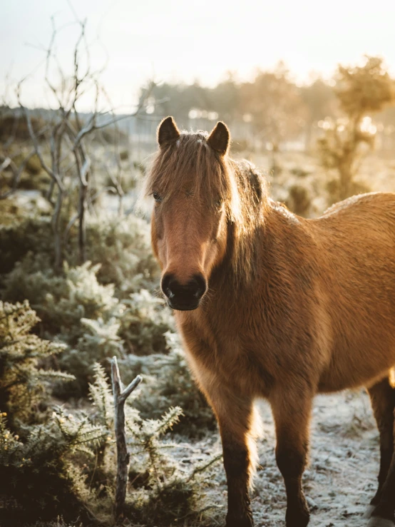 a brown pony standing in the middle of a forest