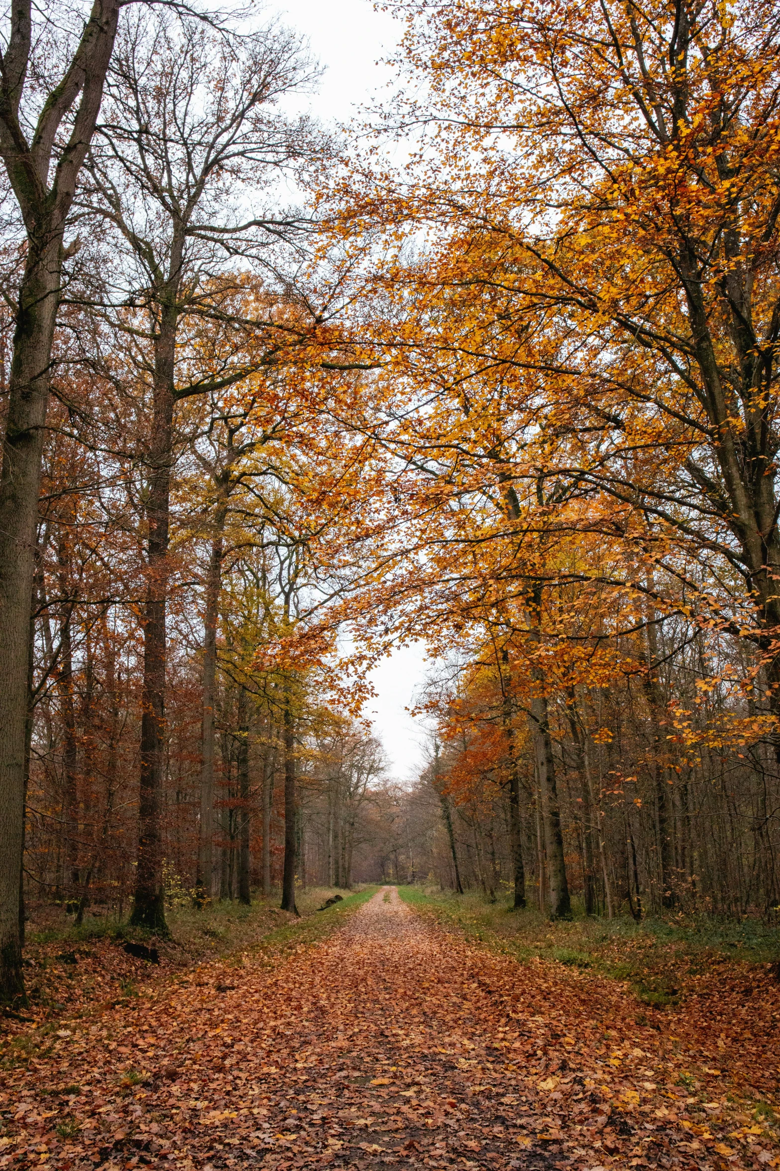 a path in the woods during autumn