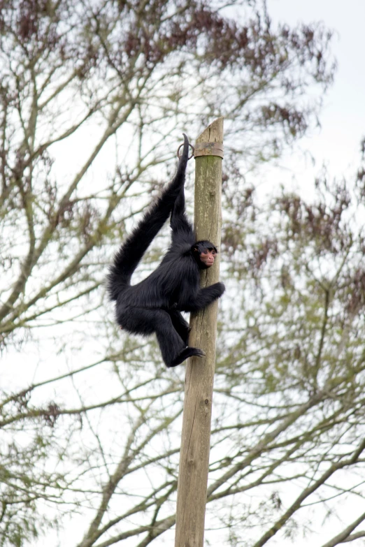 a monkey with a human body on a pole