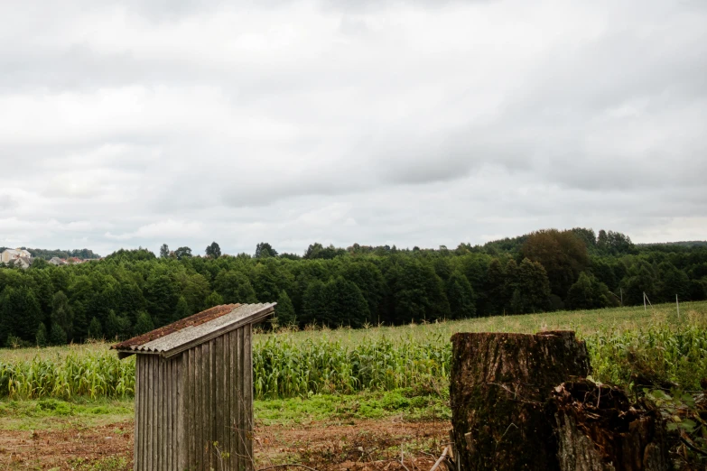 a tree stump and trash bin standing in a field