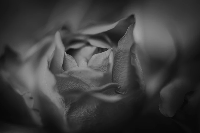 black and white pograph of flower of a flower