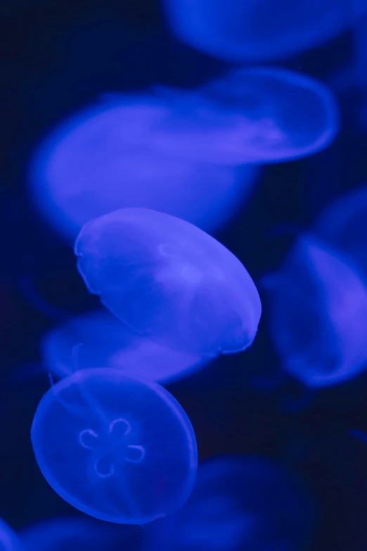 blue and white jellyfish floating in a pond