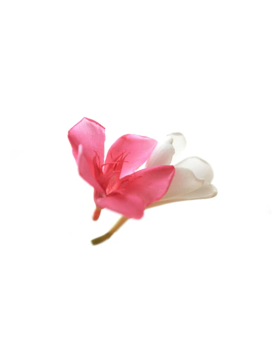 a pink flower is standing against the white background
