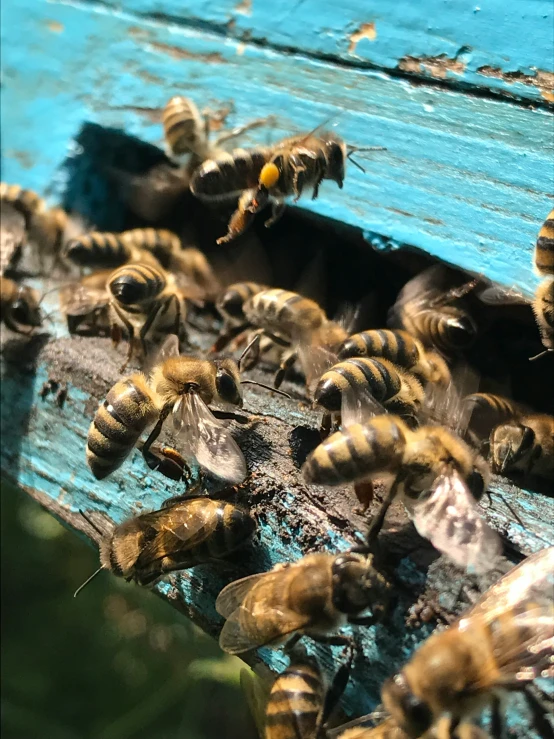 lots of bees moving in and out of a blue wooden box