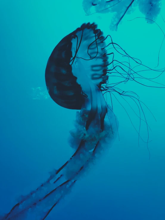 two jelly fish swim close together in the water