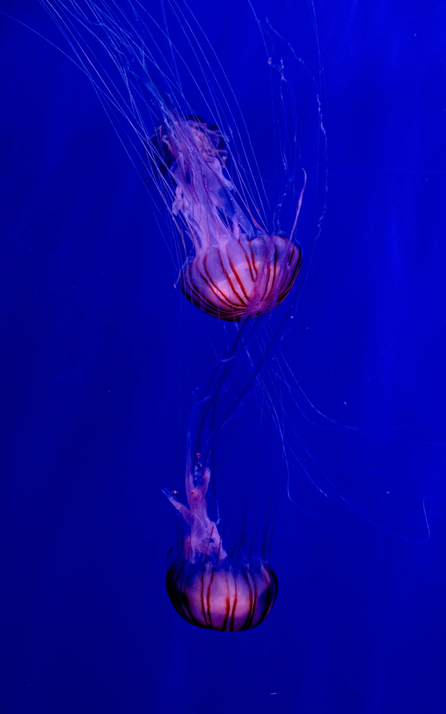 two jellyfish swimming in a dark blue water