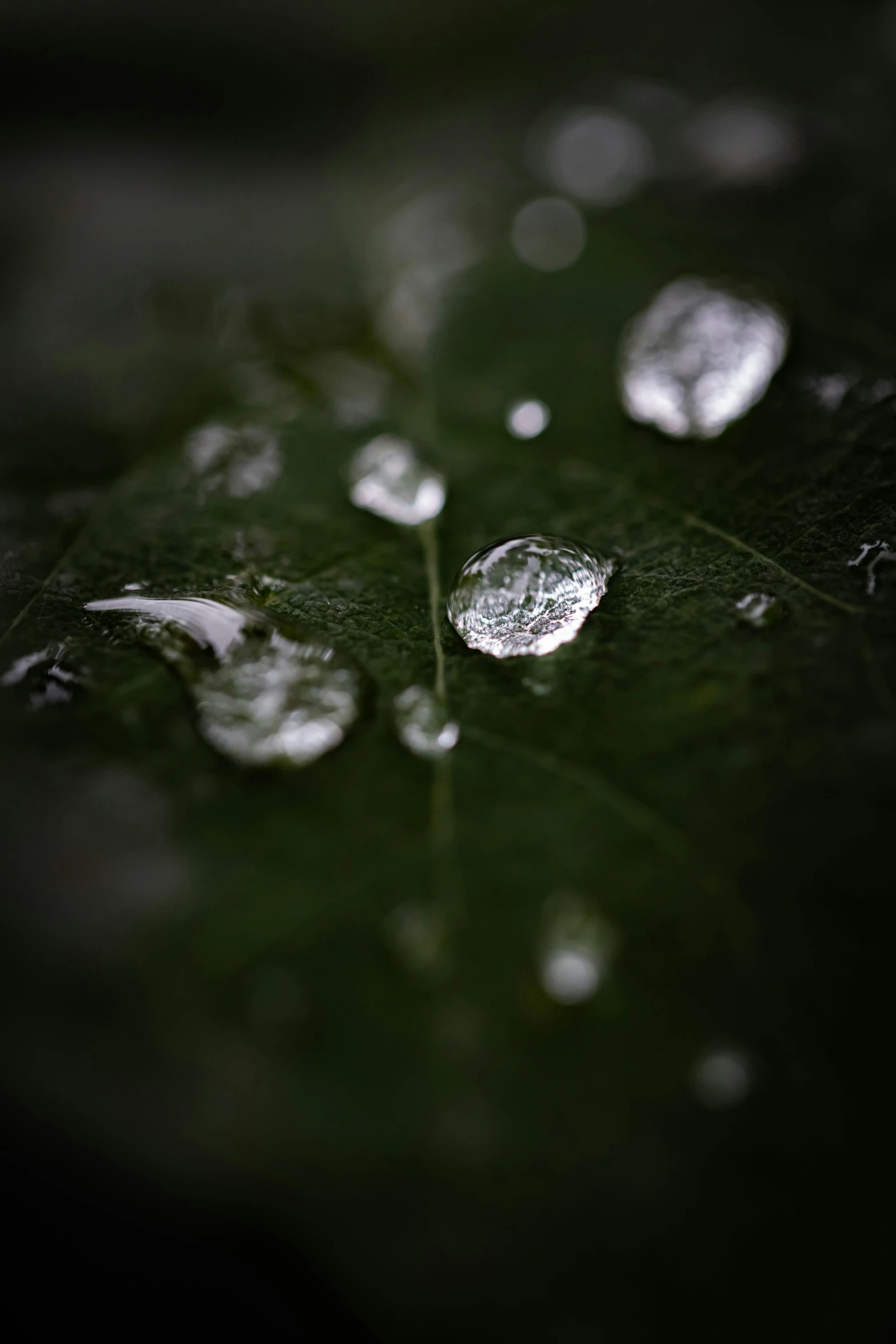 a leaf with many drops of water on it