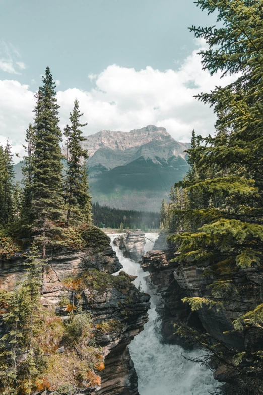 there is a river flowing through a green forest