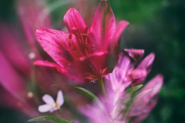 there are red flowers with green leaves