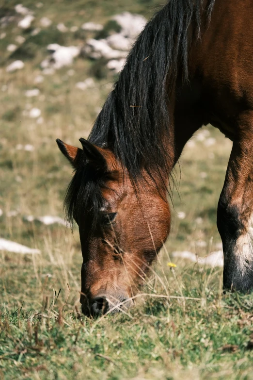 a brown horse is grazing in a grassy field