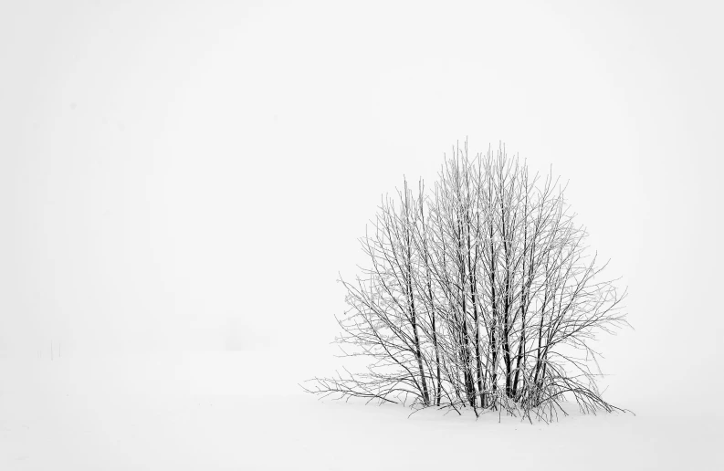 the tree is standing tall in the snow