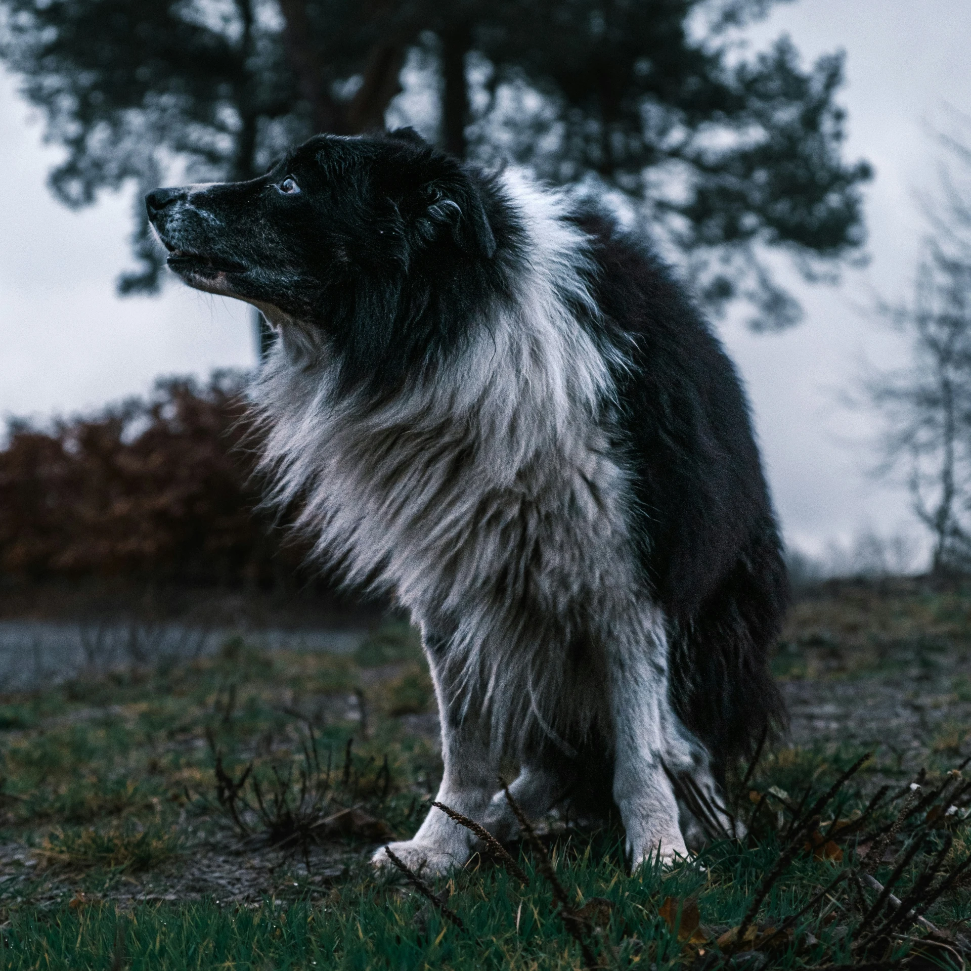 a big dog sitting on top of grass field