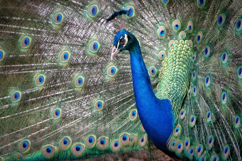 an extreme close up po of a peacock displaying its feathers