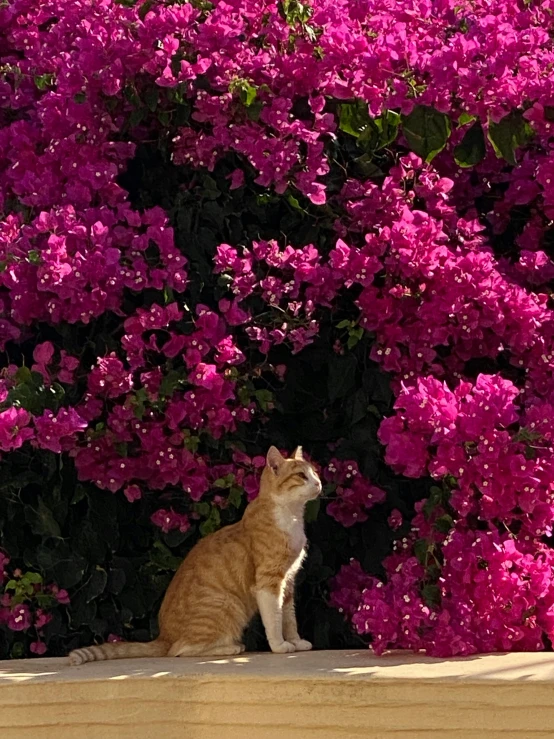 a cat sitting outside next to a bush