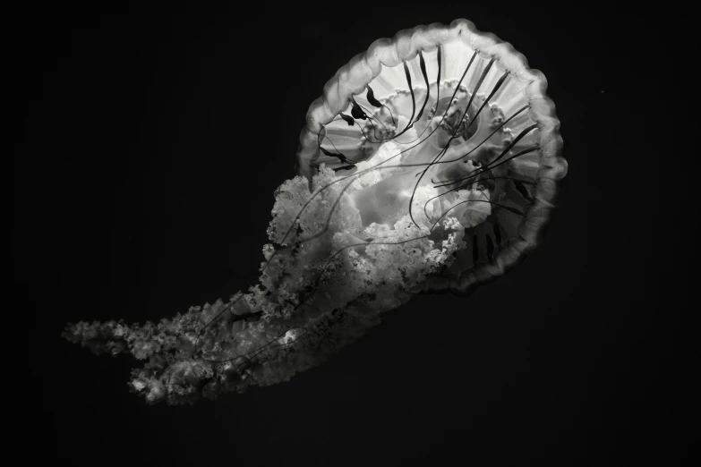 a jelly fish looks up at the sky