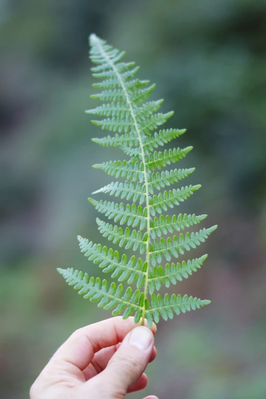 a person holding a fern plant with green leaves