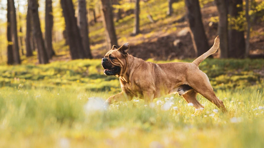 an adorable dog running in a field full of flowers