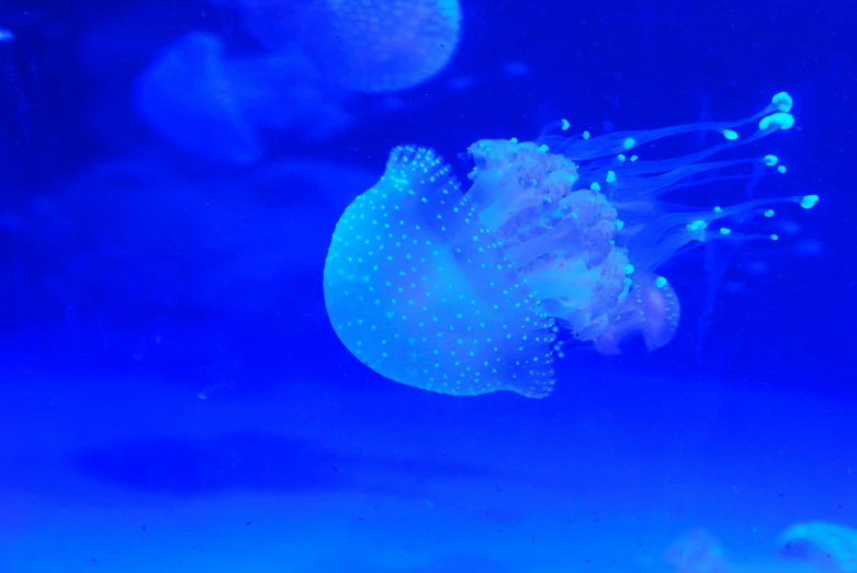 a jelly fish floats in an aquarium tank