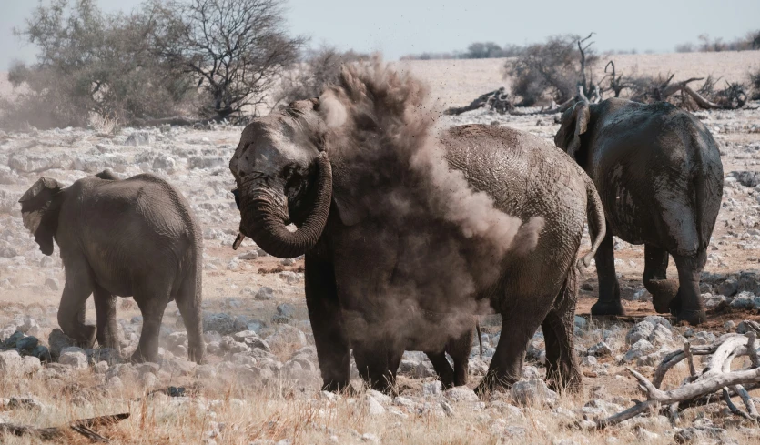 a group of elephants in the wild kicking up dust