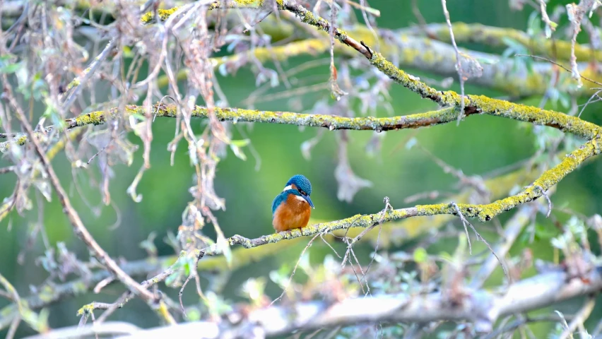 a blue, brown and white bird sitting on nch