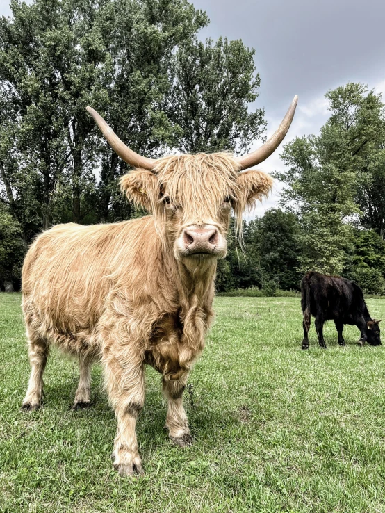 a gy steer and black cow in a green field