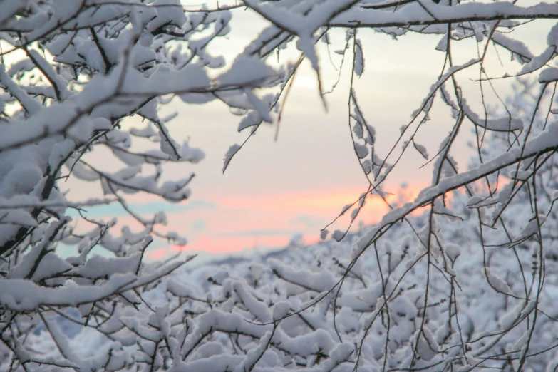 a tree nch is covered in ice during a sunset