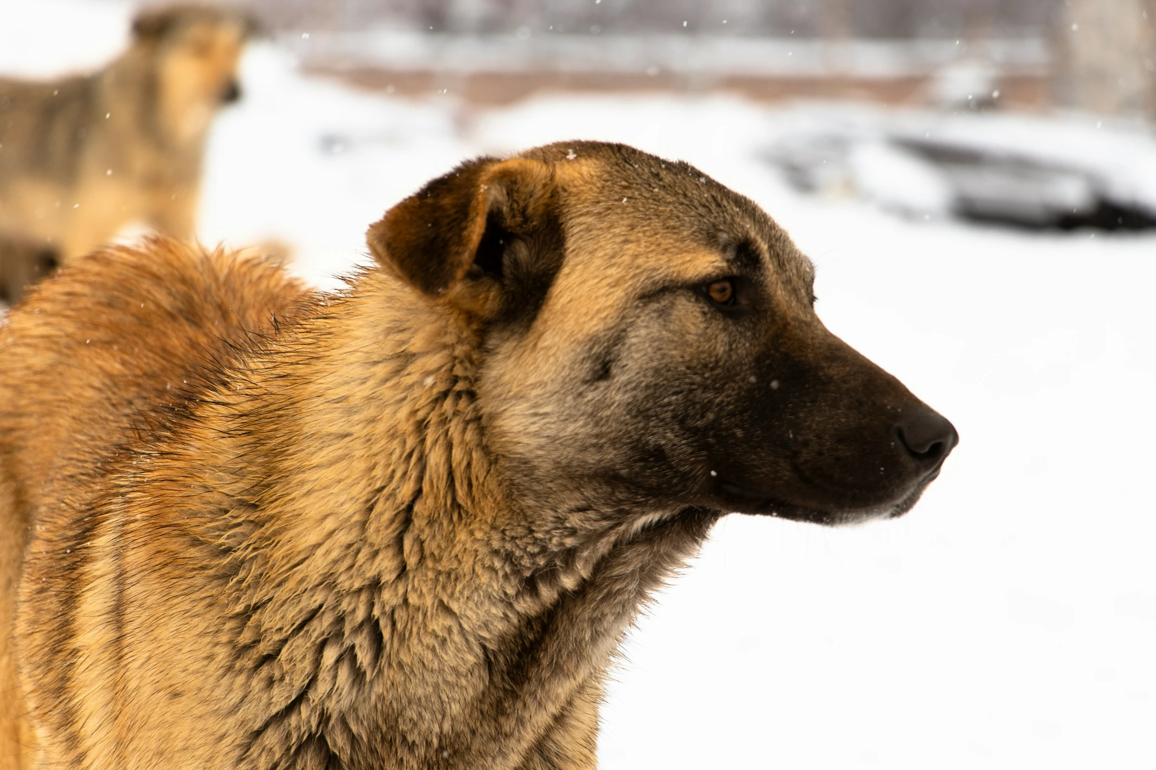 the dog is walking alone in the snow