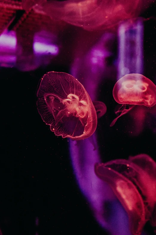 some jellyfish are floating and diving very close to each other