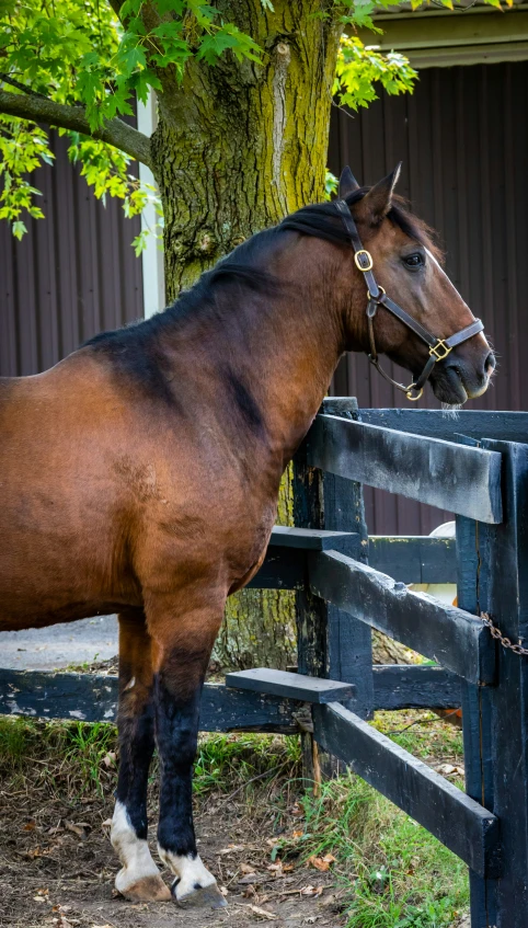 a brown horse standing next to a fence