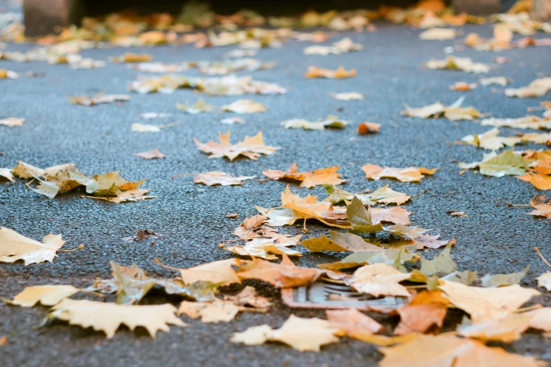 there is a dog laying down in the leaves