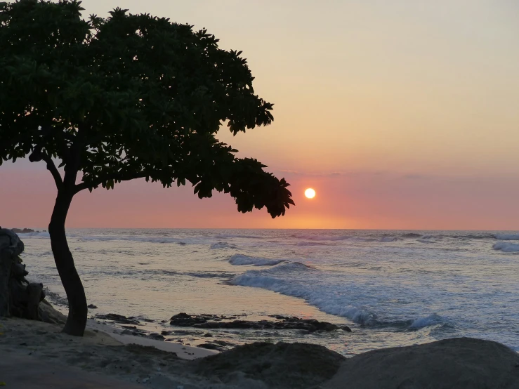 a small tree in the foreground as sun sets over a body of water