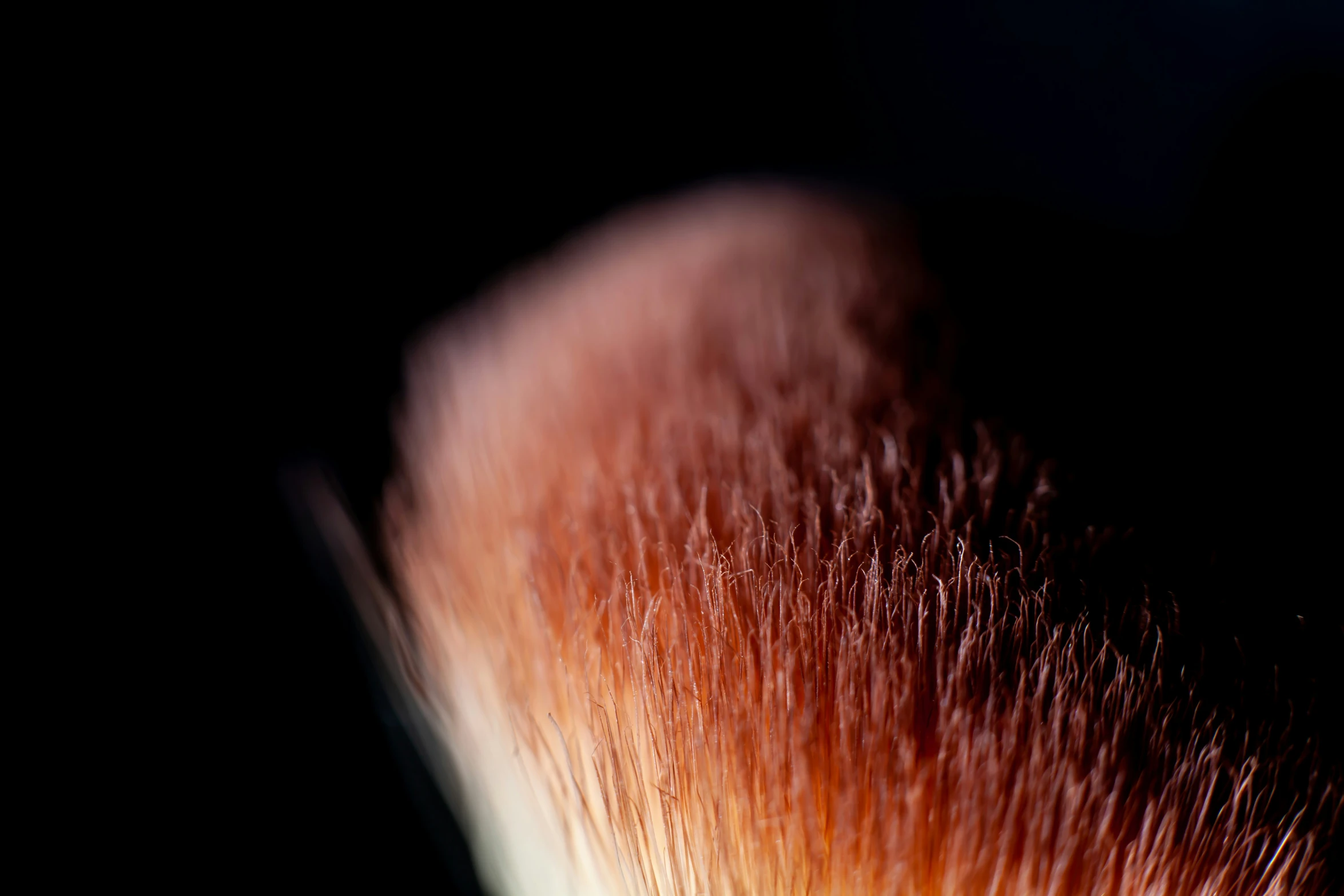 an orange and white hair on top of it's skin