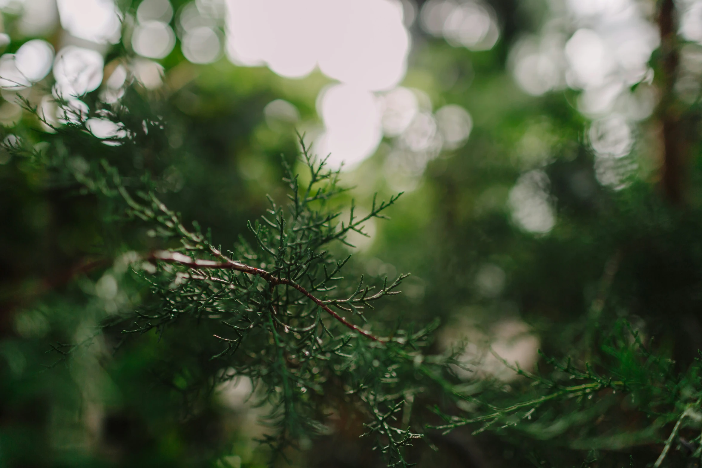 a close up image of needles on a green pine tree