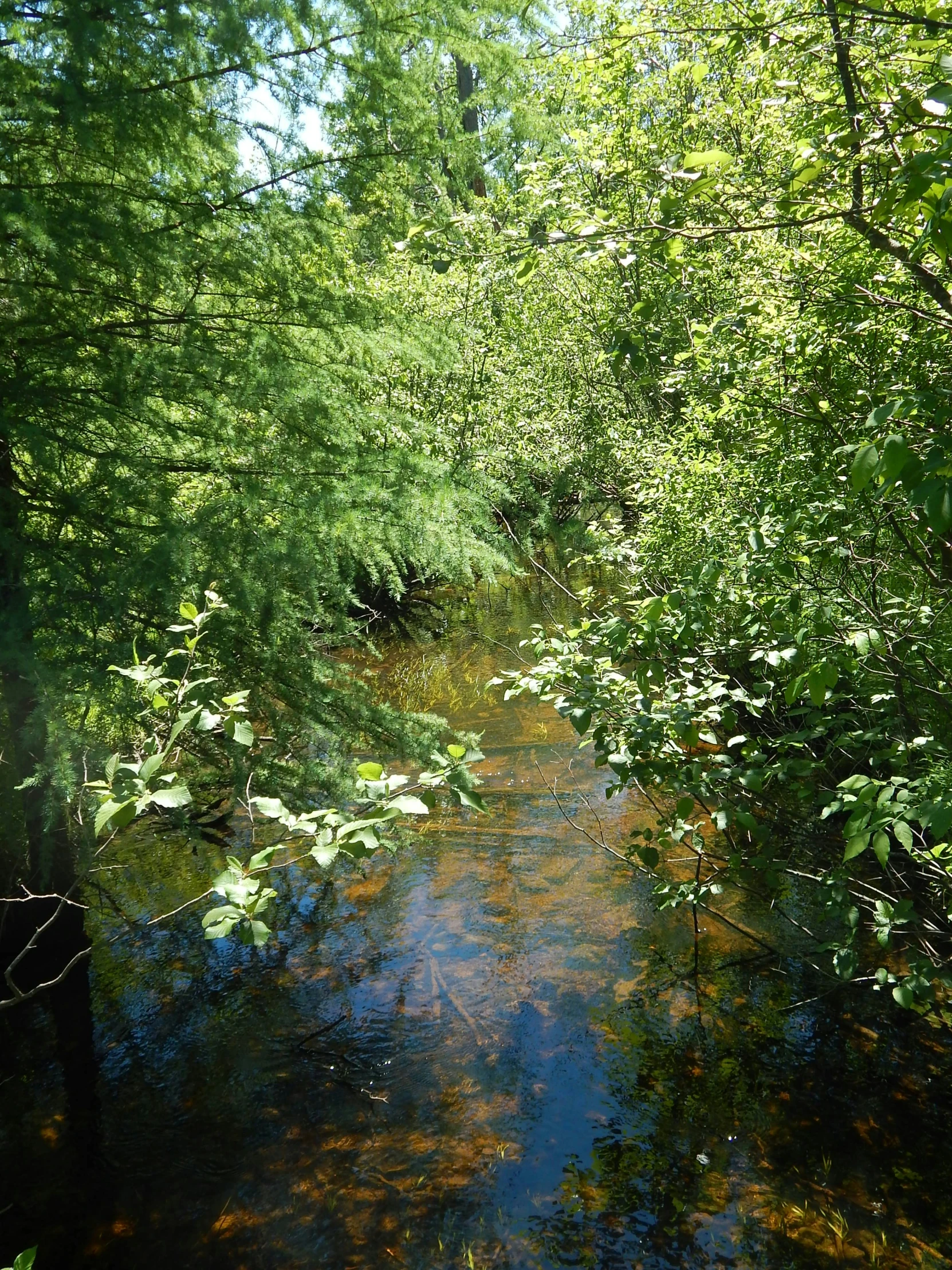 a creek running through a forest with lush green vegetation