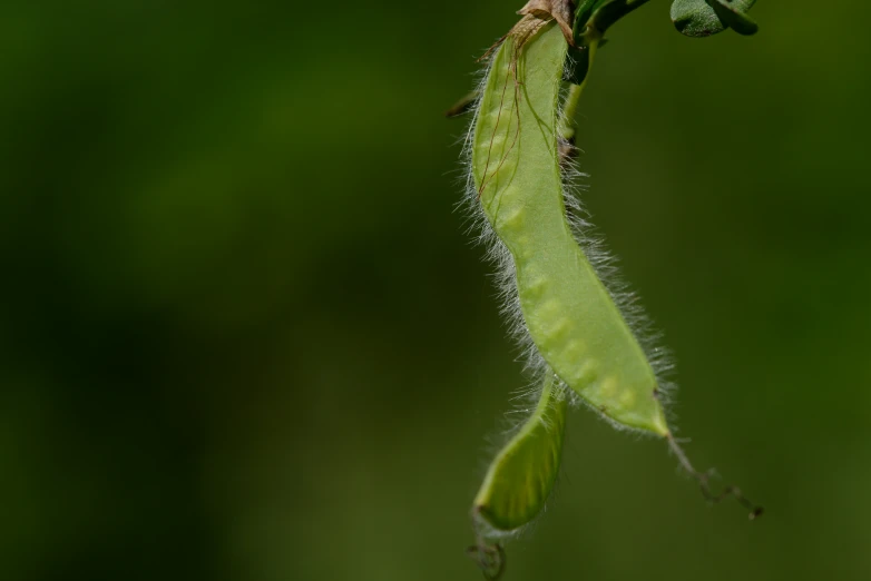 a green insect resting on top of a leaf