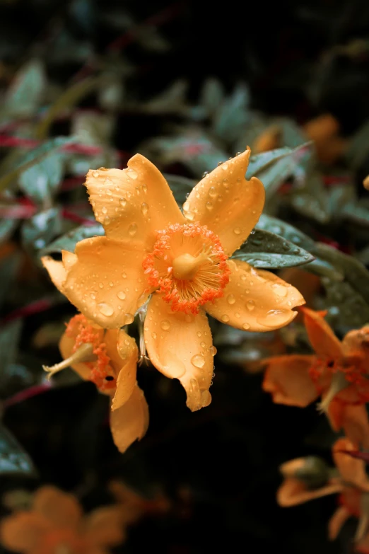 a very pretty yellow flower with water droplets on it