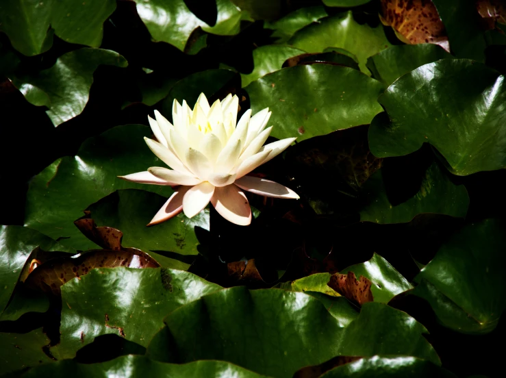 a pink and white water lily floating on green leaves