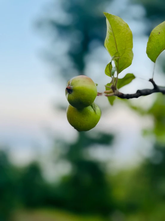 there are two fruits hanging from a tree nch