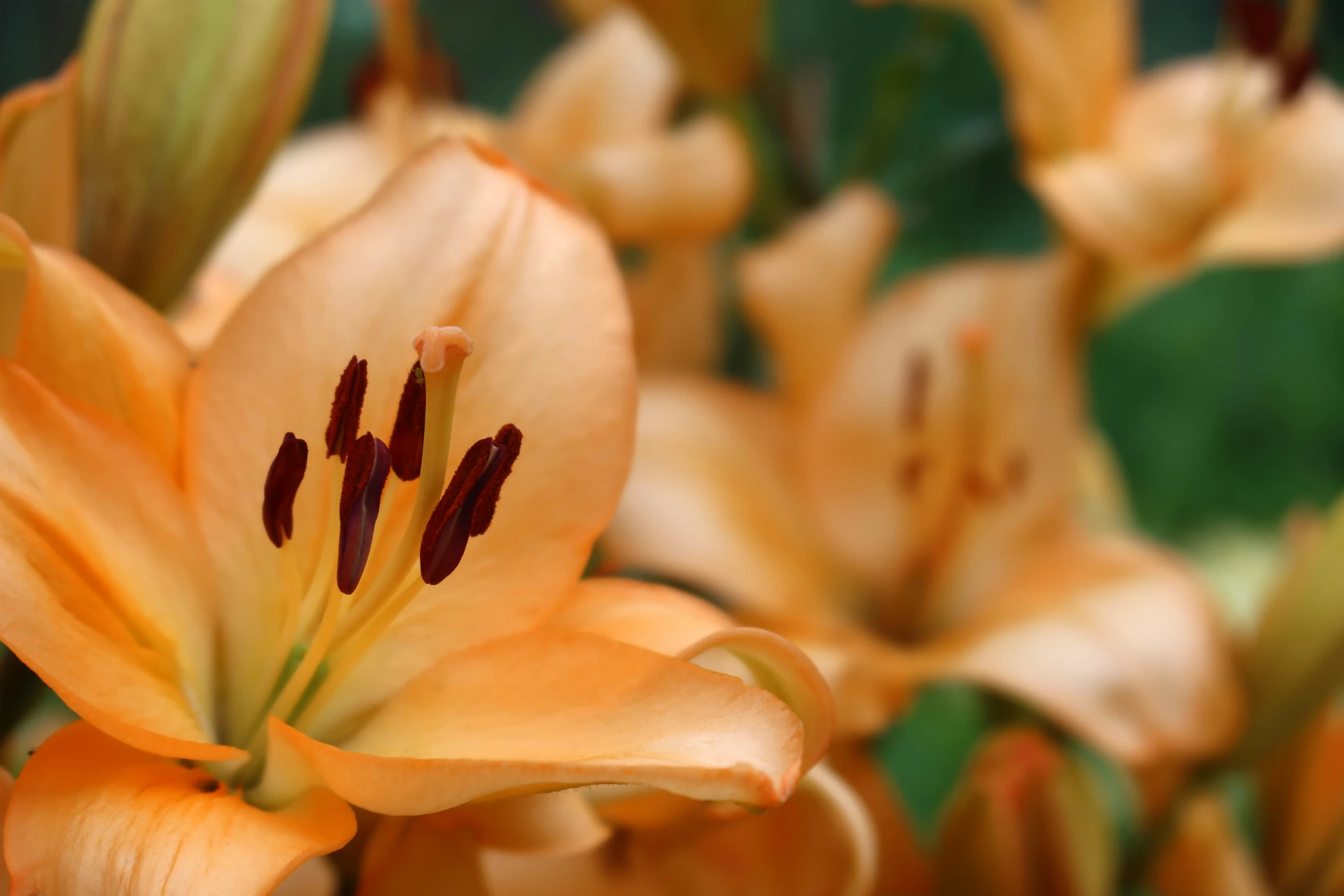 an image of yellow flowers with brown center