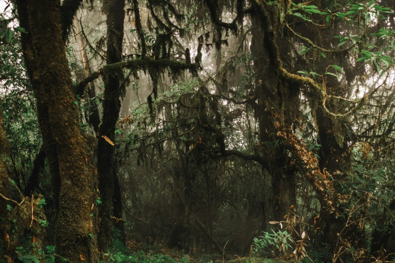 a forest with lots of trees and green vegetation