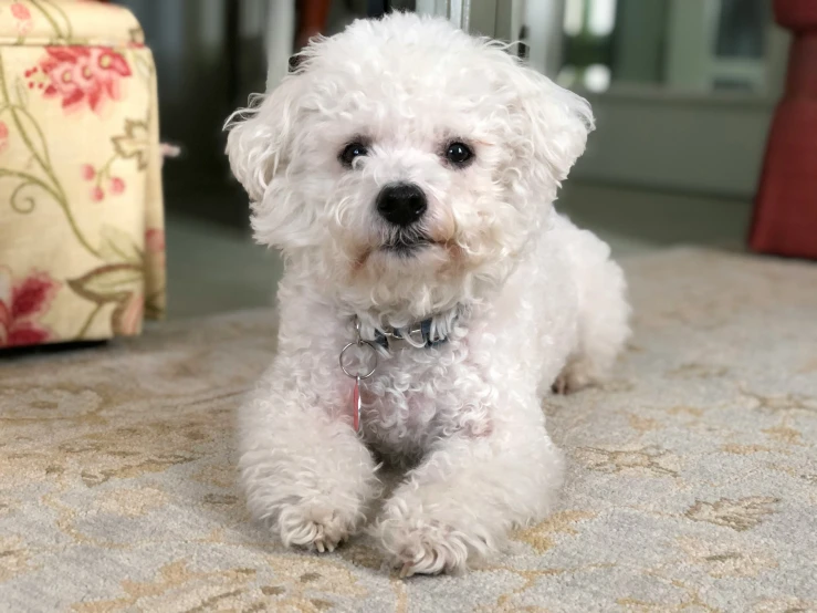 a small white dog sitting on top of a floor