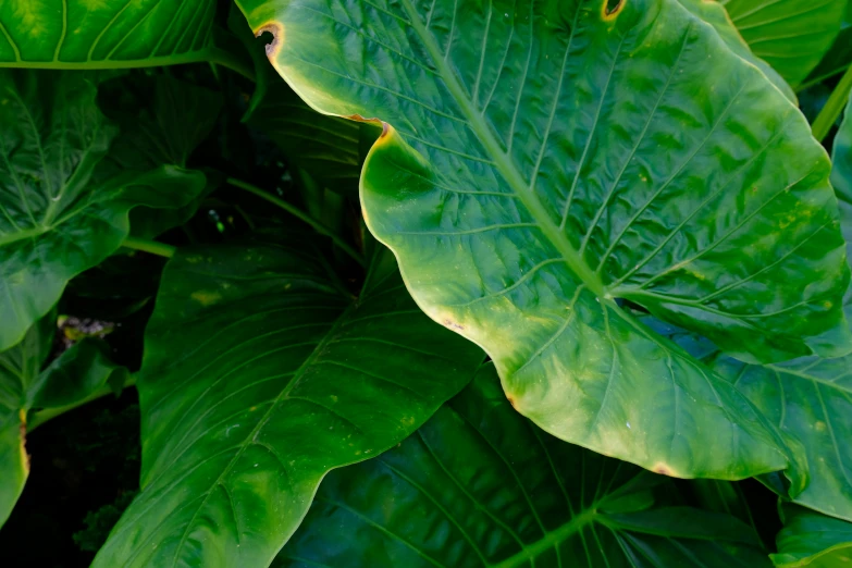 some green leaves are on a plant outside