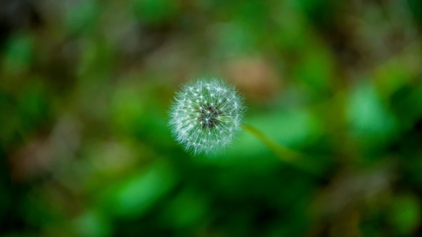 there is a dandelion that is blowing in the wind