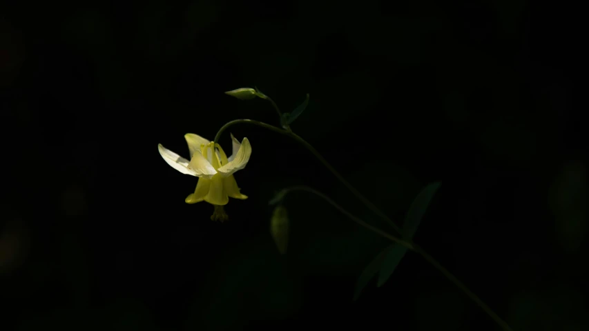 a yellow flower blossom in the sunlight