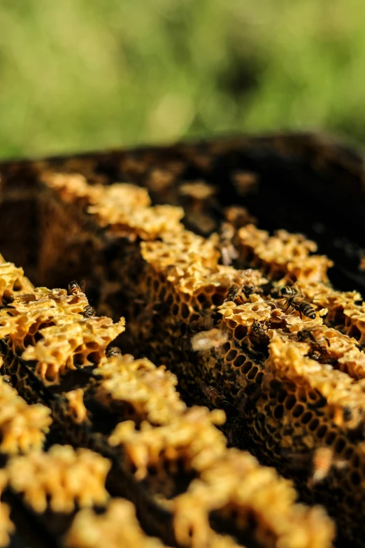 a beehive is full of honey combs