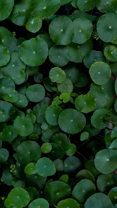 lots of green leaves that are in the ground