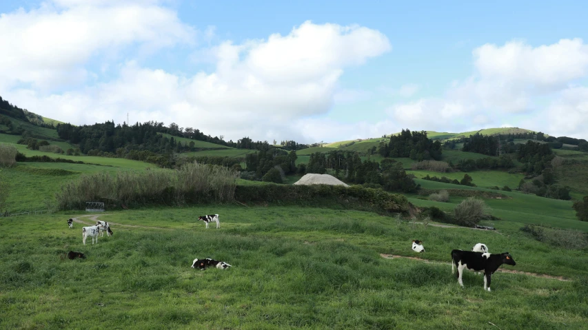 cows grazing on a grassy hill with mountains in the background